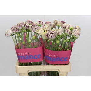 Ranunculus Brushmark Galthie