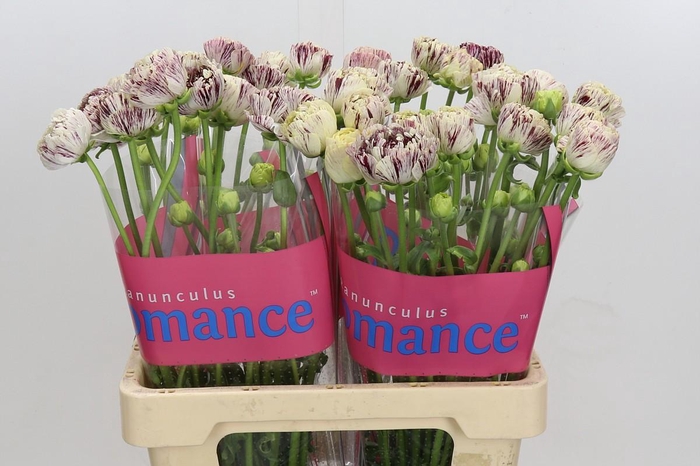 <h4>Ranunculus Brushmark Galthie</h4>
