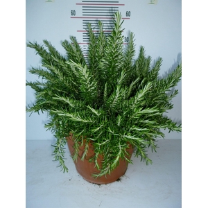 Rosmarinus offi. 'Prostratus'