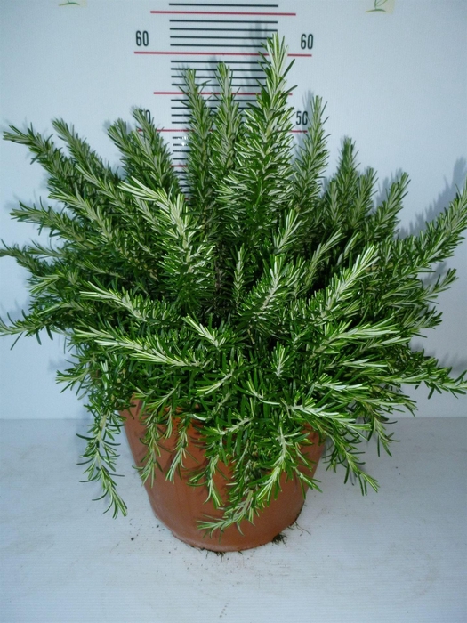 <h4>Rosmarinus offi. 'Prostratus'</h4>