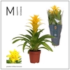Guzmania Diana