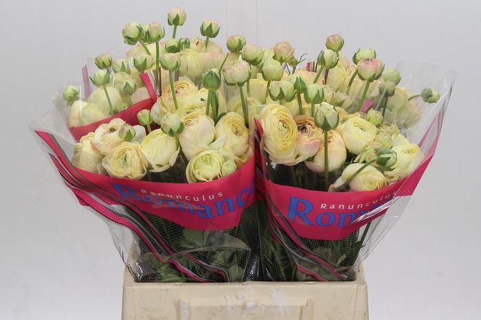 <h4>Ranunculus Romance Hydra</h4>