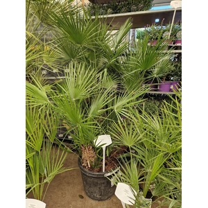CHAM HUMILIS