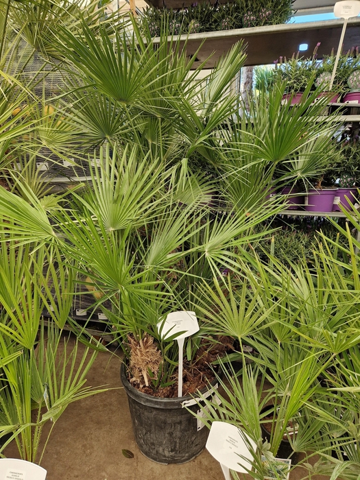 <h4>CHAM HUMILIS</h4>