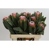Protea Sharon