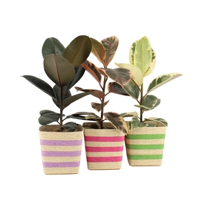 Arr.   Planten L%