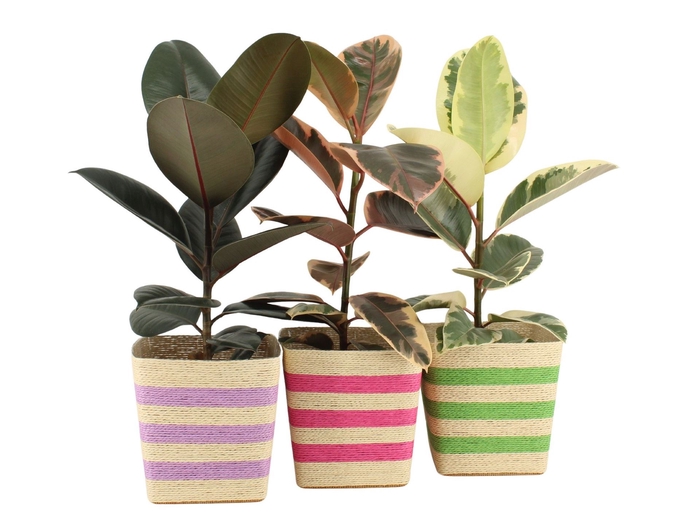<h4>Arr.   Planten L%</h4>