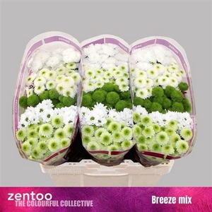 Chr S Gem Breeze