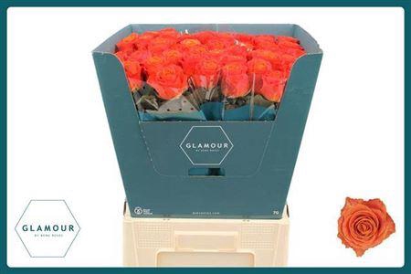 <h4>R Gr Clarence+</h4>