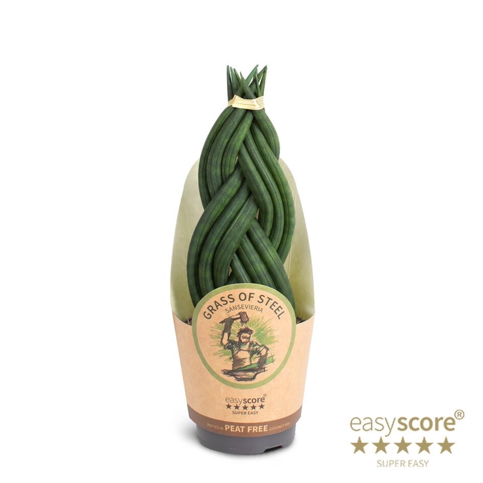 <h4>SANSEVIERIA CYLINDRICA</h4>