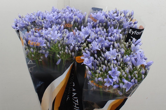 <h4>Agapanthus FU 'Eyfori Light Blue'</h4>