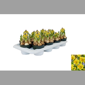 Narcis Adriana Geertruida