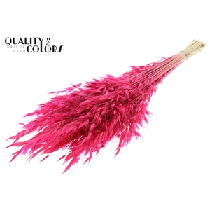 Avena Wild per bunch Cerise