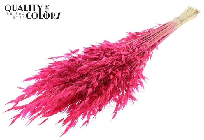 <h4>Avena Wild per bunch Cerise</h4>