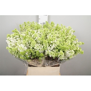 Syr V Mme Fl Stepman 2+