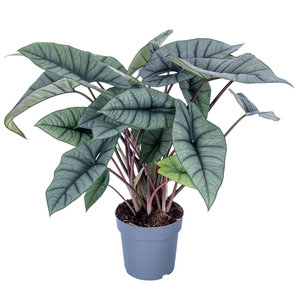 Alocasia Platinum 19cm