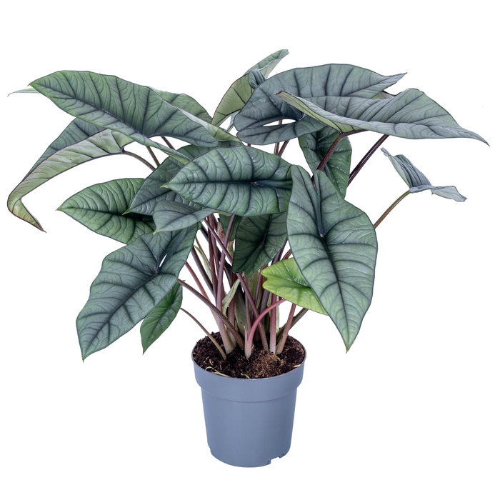 <h4>Alocasia Platinum 19cm</h4>