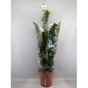 Zamioculcas zamiifolia