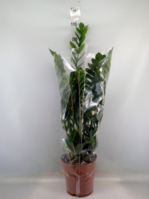 <h4>Zamioculcas zamiifolia</h4>