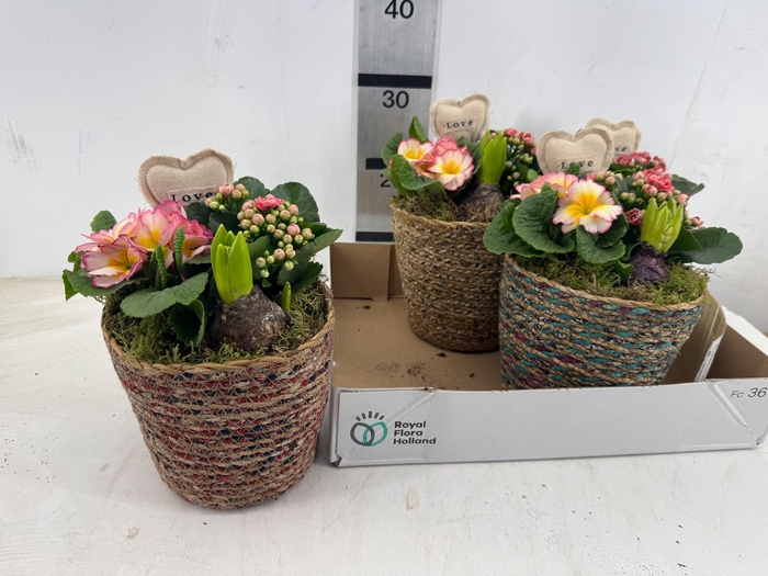 <h4>ARR PL IN SCHAAL</h4>