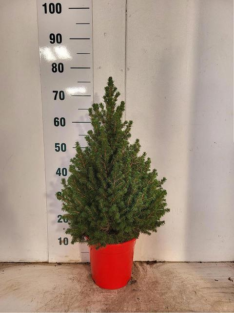 <h4>PICEA GL CONICA</h4>