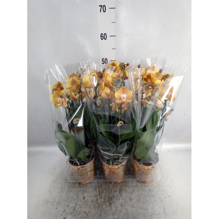 <h4>Phalaenopsis multi. 'Ant Las Vegas'</h4>