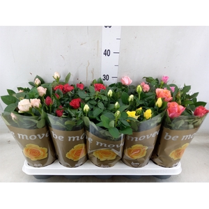 Rosa  'Beau Monde'   ...mix