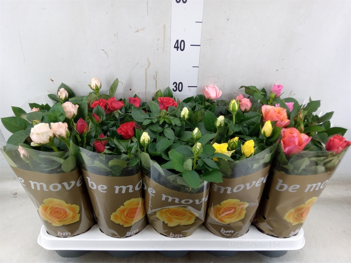 <h4>Rosa  'Beau Monde'   ...mix</h4>