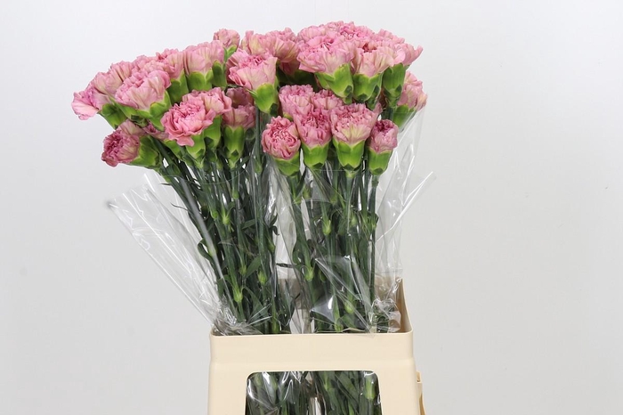 <h4>Dianthus St Lege Pink</h4>