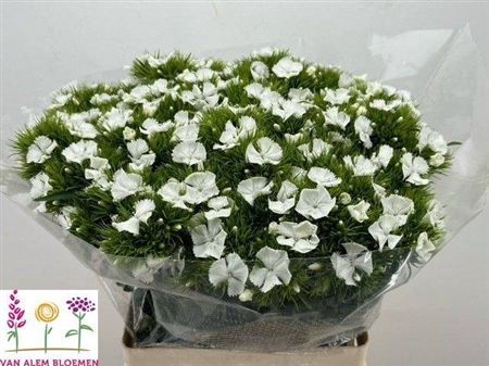 <h4>Di Barb S Will White</h4>