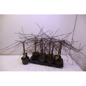 Salix Rep Iona Op Stam