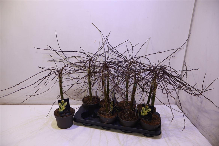 <h4>Salix Rep Iona Op Stam</h4>