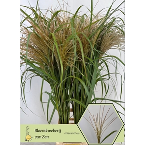 Miscanthus White Cloud Frank van Zon