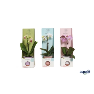 Valencia Mix Tiny Dolls Mix 1T7+ aqu@ in Tiny Box Pastel Mix