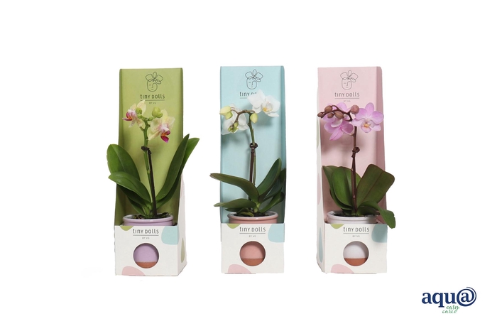 <h4>Valencia Mix Tiny Dolls Mix 1T7+ aqu@ in Tiny Box Pastel Mix</h4>