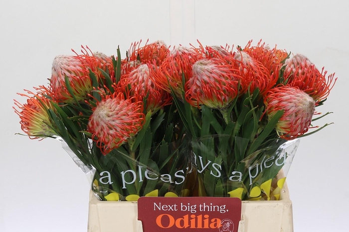 <h4>Nutans Tango</h4>