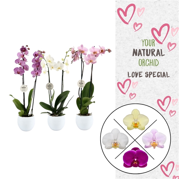 <h4>Phal. 2 spike Mix in Lisa keramiek</h4>