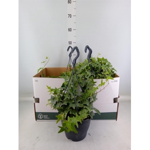 Hedera helix 'Mona Lisa'