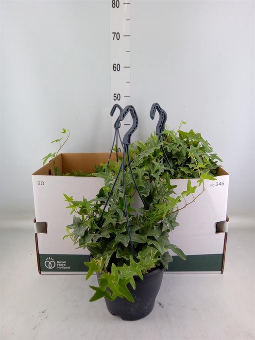 <h4>Hedera helix 'Mona Lisa'</h4>