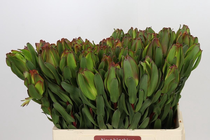 <h4>Leucadendron Laurel Yellow</h4>