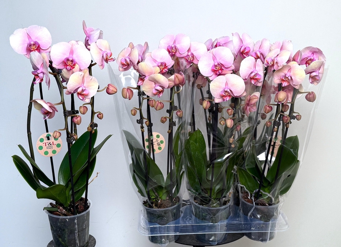 <h4>PHAL EL CASCADE</h4>