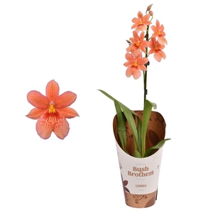 Cambria 'Nelly Isler' Oranje 1 tak 12 cm