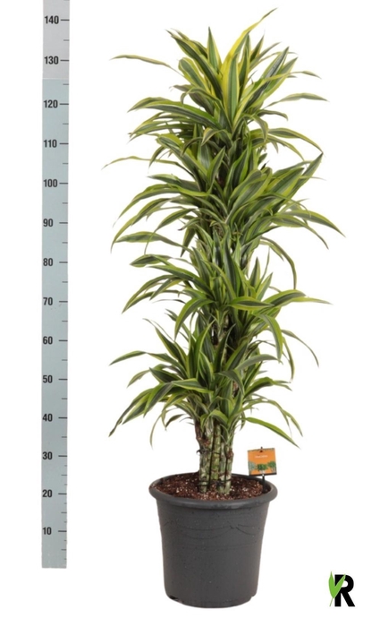 <h4>DRA DE LEMON LIME</h4>