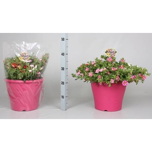 CALIB MINIF GEM POT