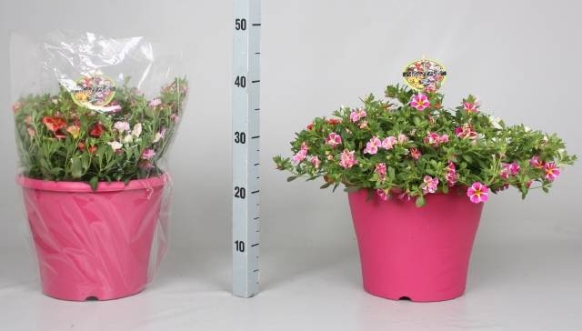 <h4>CALIB MINIF GEM POT</h4>