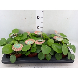 Pilea peperomoides