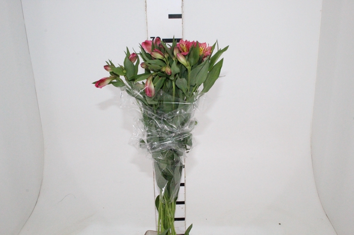 <h4>ALSTROEMERIA ALYNA 080 CM</h4>