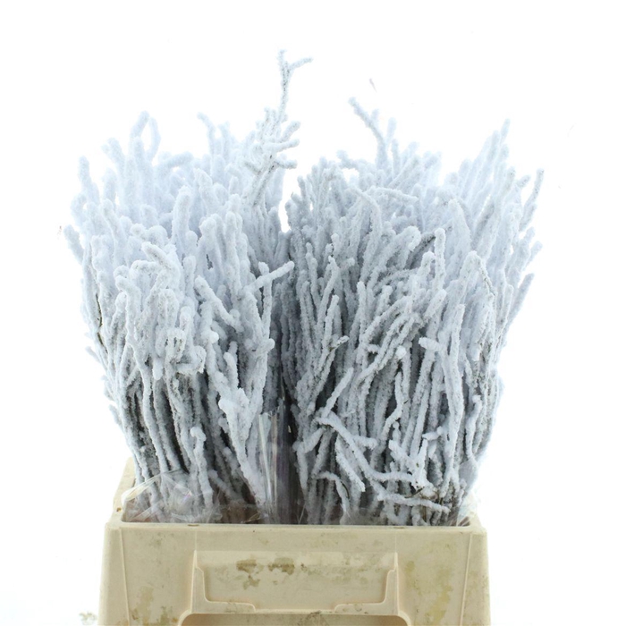 <h4>Vaccinium Myrtillus Snow</h4>