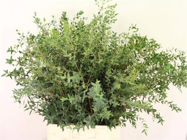 <h4>EUC PARVIFOLIA P BS</h4>