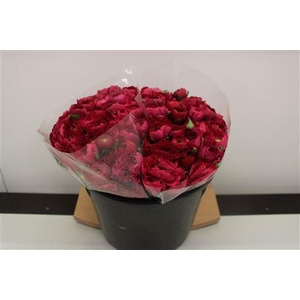 Ranonkel Extra Hot Pink